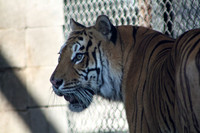In-Sync Exotics - July 29, 2012