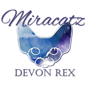 Miracatz Devon Rex ~ Camera Cat Art